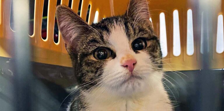 Diese junge Katze wurde in Sythen an der Dorfstraße gefunden.