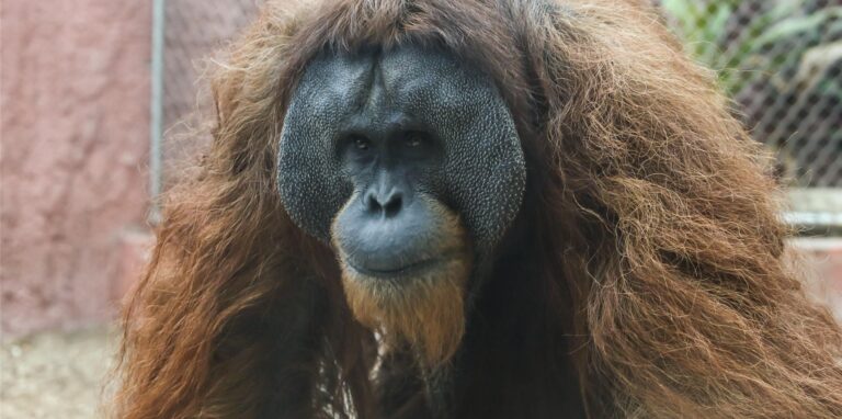 Walter, Familienoberhaupt der Orang-Utans im Dortmunder Zoo, hört als einziger im Affenhaus zuweilen gern Rockmusik.