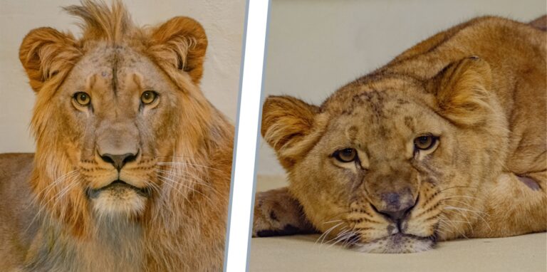 Zusammenführung im Löwenhaus des Dortmunder Zoos: Saba (l.) brüllt Boeti zuweilen durchs Gitter an. Der lässt sich aber nicht mehr so leicht verschrecken wie anfangs.