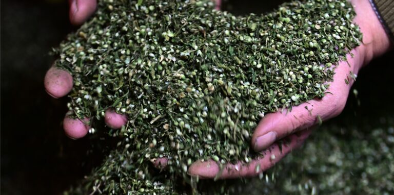 Landwirt Wilhelm Schäkel hält auf der Bio Ranch die gerebelten Blüten von Hanfpflanzen der kleinwüchsigen Sorte Finola. Die umhüllenden Blätter des Korns haben die Trichome, die wiederum die Cannabinoide enthalten.