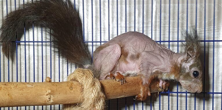 Kahlchen ist dank den Tierschützern nun ein kleiner Nackidei im Glück: Das Eichhörnchen muss nicht erfrieren, wartet im Warmen hoffentlich auf neues Fell.