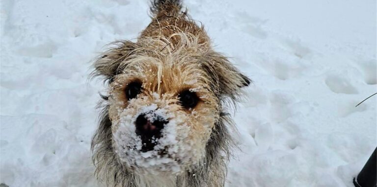 Auch für die Tiere war der Schnee ein ungewohntes Vergnügen. Hier ein Bild von unserer Leserin Jaika Schweißhelm, die damals die „Schneeschnauze“ ihres Hundes fotografiert hat.
