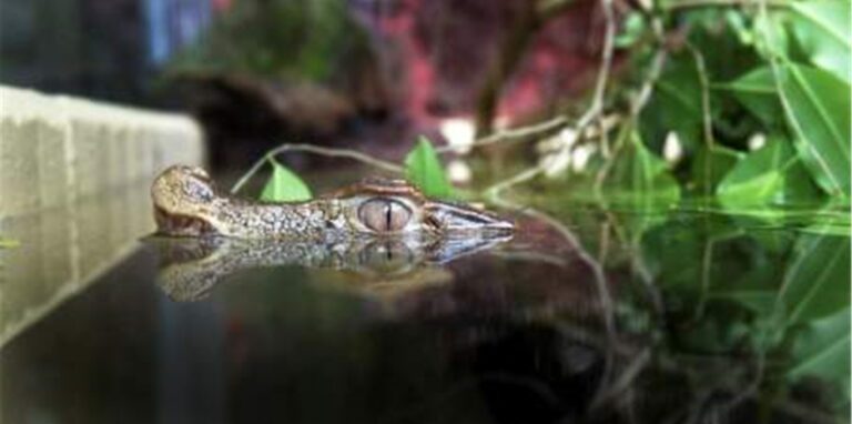 Flussbewohner wie Kaimane leben im Amazonashaus des Dortmunder Zoos, doch für Zoodirektor Dr. Frank Brandstätter sind andere Bewohner besonders cool unter den Exoten.