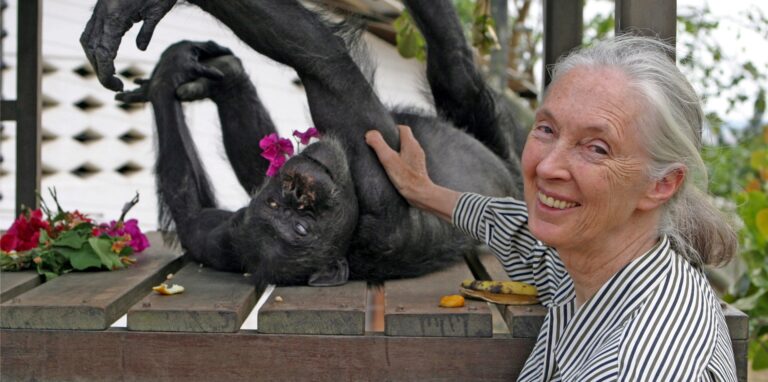 Dr. Jane Goodall ist international bekannt für ihre Forschung und ihren Einsatz für Tierrechte. Nun setzt sie sich gegen bestimmte Angebote auf der Dortmunder Messe „Jagd und Hund“ ein.