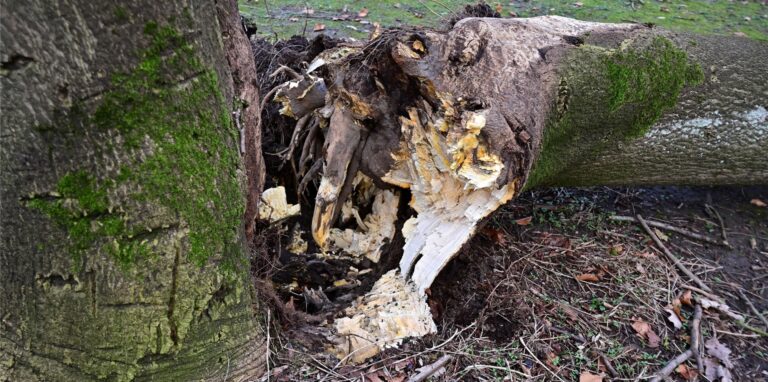 An der Ophoffstraße hat unser Fotograf diesen umgestürzten Baum entdeckt. Die Stadt hat den Volkspark gesperrt.