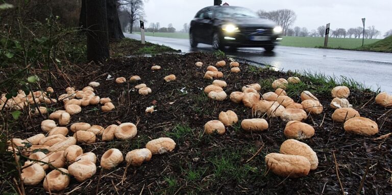 In Höhe des Westerholter Golfplatzes wurden große Mengen Brötchen an den Straßenrand gekippt.