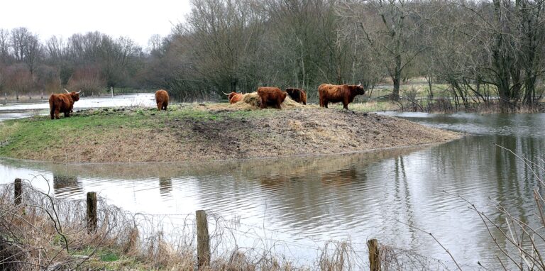 Die Hochlandrinder an der Lippe haben sich wieder auf ihre Hochwasserinsel geflüchtet.
