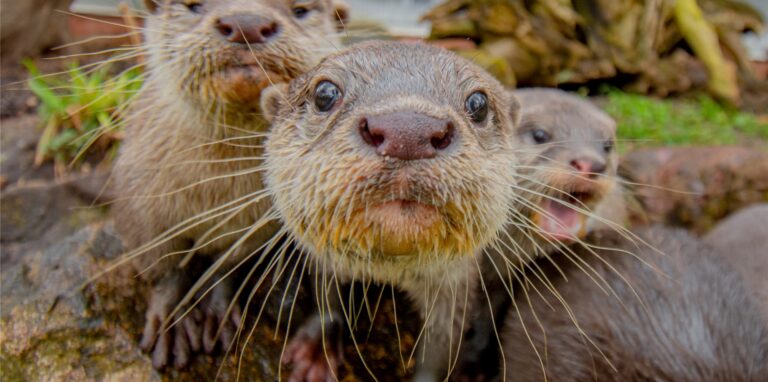 Viele Tierhäuser öffnen im Dortmunder Zoo ab Mittwoch (23.2.) wieder für Besucher – so auch das Otterhaus.