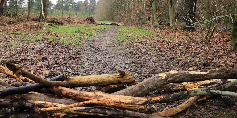 Die Holzsperren auf den Wegen in der Hohen Mark waren ein Ärgernis für Mountainbiker und Wanderer.