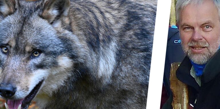 Wer in Dortmund einen Wolf sichtet, kann sich an Winfried Hardes wenden. Der Dortmunder ist Wolfsberater für das Regionalforstamt Ruhrgebiet.