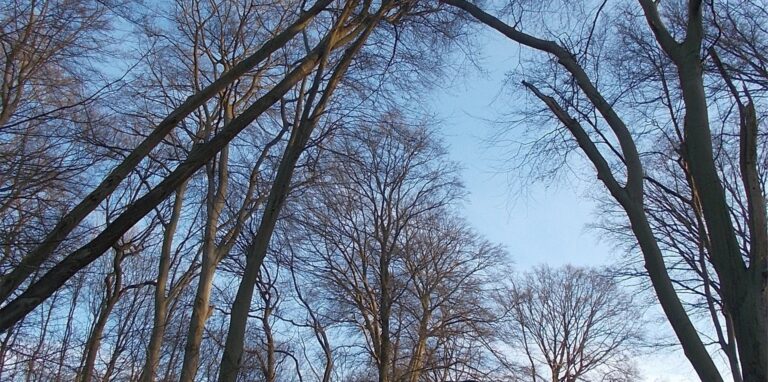Bedrohlich schief steht diese Buche im Cottenburgwald. Die Stadt prüft derzeit, wie der Baum gefällt und das Problem behoben werden kann.