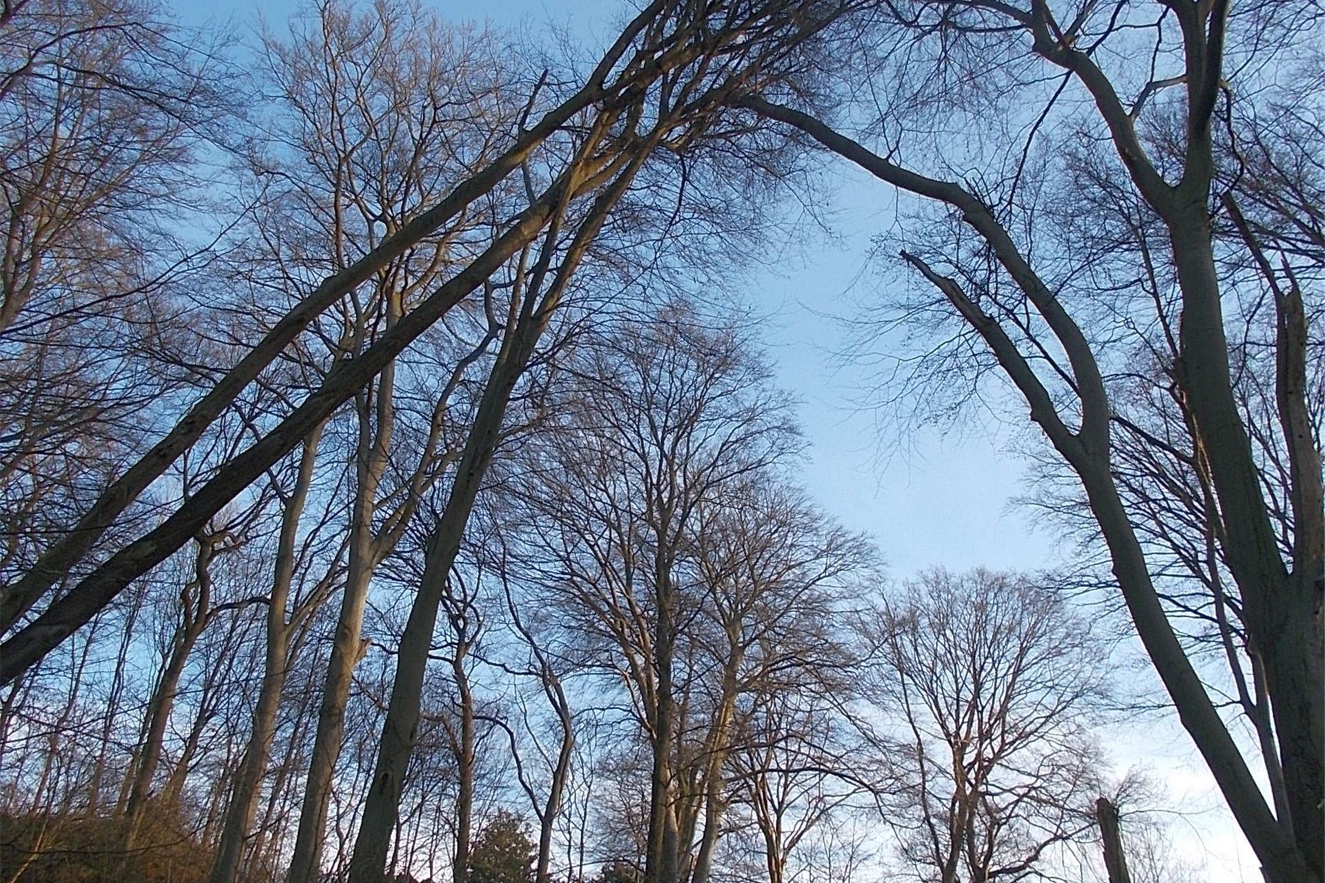 Bedrohlich schief steht diese Buche im Cottenburgwald. Die Stadt prüft derzeit, wie der Baum gefällt und das Problem behoben werden kann.