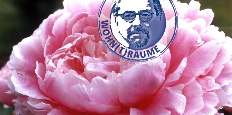 Pfingstrosen ziehen die Blicke auf sich: Je nach Sorte können die Blüten einen Durchmesser von bis zu 15 Zentimeter haben. Und sind dem Verfasser viel viel lieber als die eigentliche Rose.
