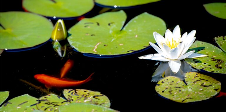 Ein 91-Jähriger ist bei der Gartenarbeit in seinem Teich in Iserlohn ertrunken.