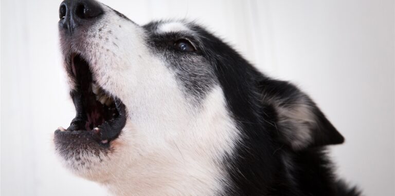 Symbolfoto: ein bellender Hund