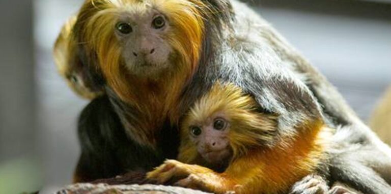Ein Mann hat drei äußerst seltene Löwenäffchen aus einem Zoo gestohlen. Am Donnerstag beginnt der Prozess gegen ihn.