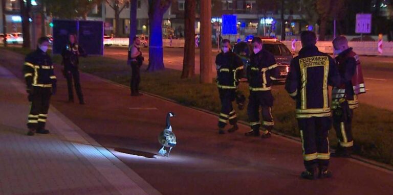 Eine auf dem Dortmunder Wall gestrandete Gans wurde von Feuerwehrmännern umstellt.