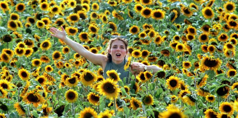 Sonnenblumenöl wird vorerst Mangelware bleiben. Wenn doch mal Flaschen des begehrten Speiseöls angeboten werden, müssen sich Kunden auf drastisch gestiegene Preise einstellen.