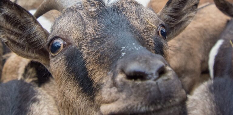 Der Streichelzoo im Dortmunder Zoo ist seit einiger Zeit an bestimmten Tagen geschlossen.