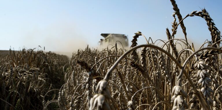 In einem Weizenprodukt ist das Insektizid Chlorpyrifos nachgewiesen worden.