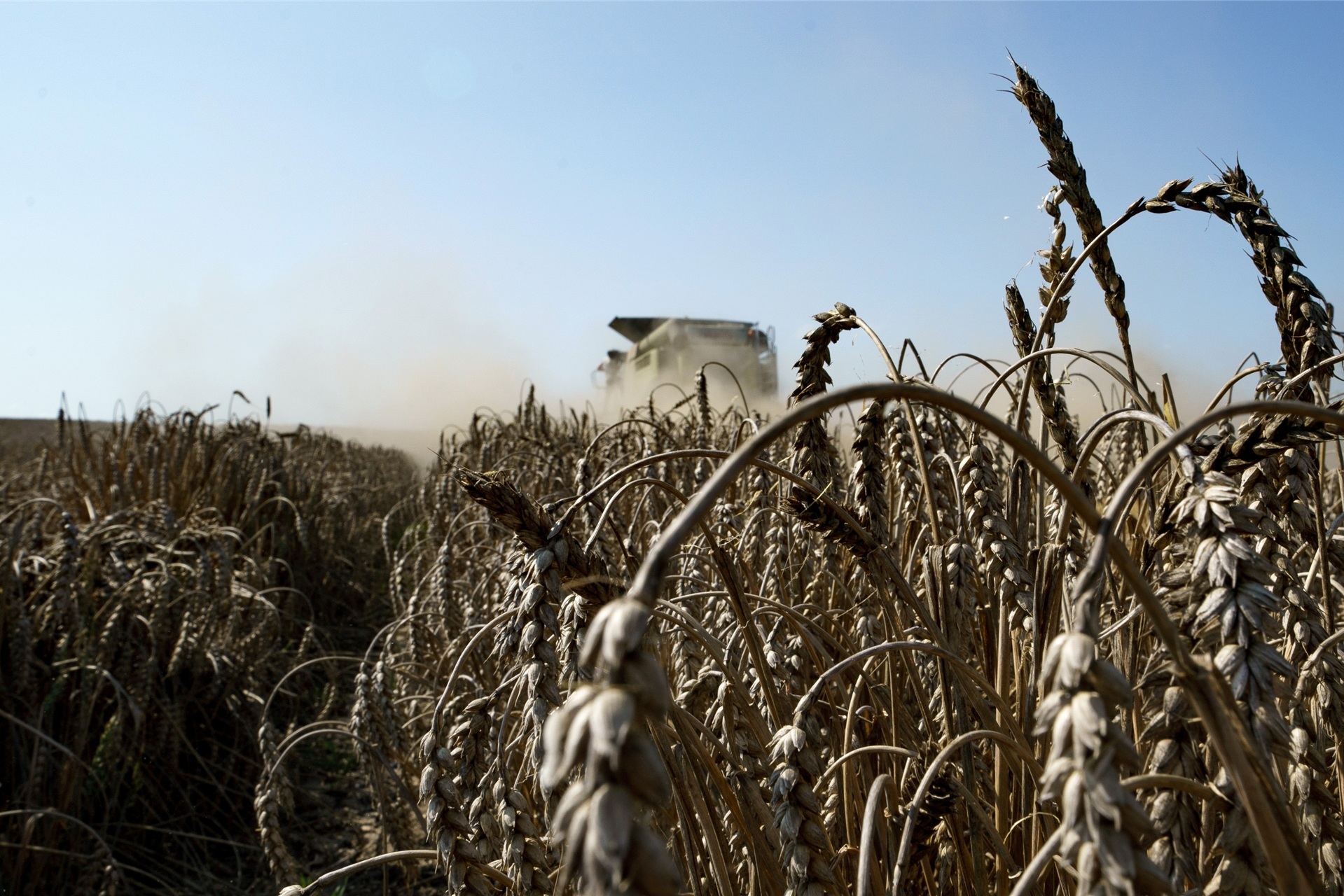 In einem Weizenprodukt ist das Insektizid Chlorpyrifos nachgewiesen worden.