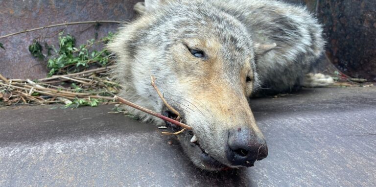 Ein Wolf ist am Montagmorgen auf der A 2 von einem Auto angefahren und getötet worden.
