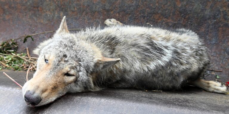 Den Zusammenprall mit einem Auto hat ein Wolf am Montagmorgen auf der A 2 nicht überlebt.