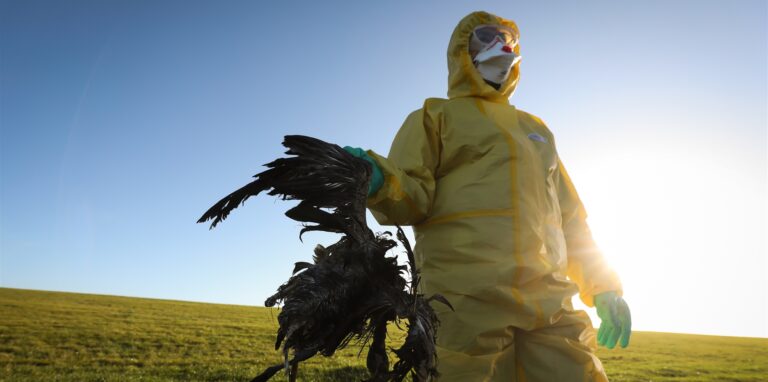 Im Kreis Nordfriesland sind unzählige Nonnengänse an der Vogelgrippe verendet. (Symbolbild)
