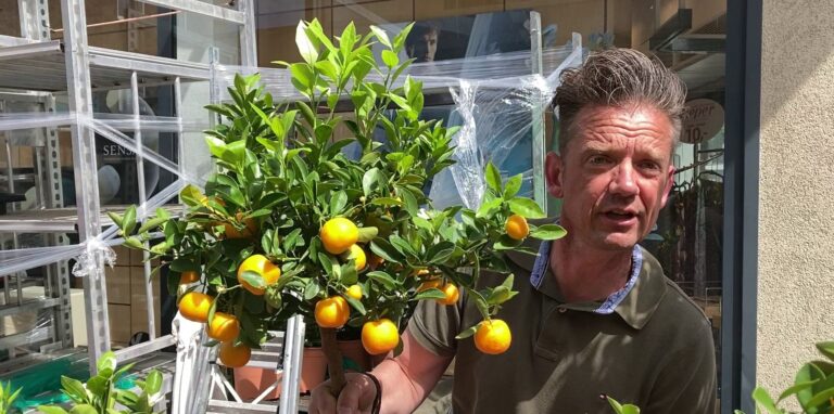 Blumenhändler Jürgen aus Amsterdam begeisterte die Gäste auf dem Blumenmarkt mit seinen Zitronenbäumen und vielen weiteren exotischen Gewächsen.