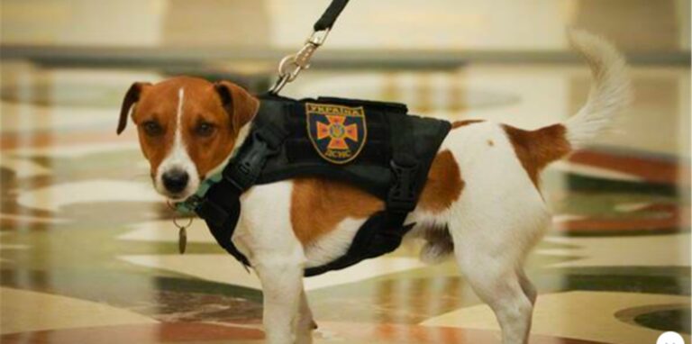 Der Jack Russell Terrier Patron während der Verleihung des Ordens.