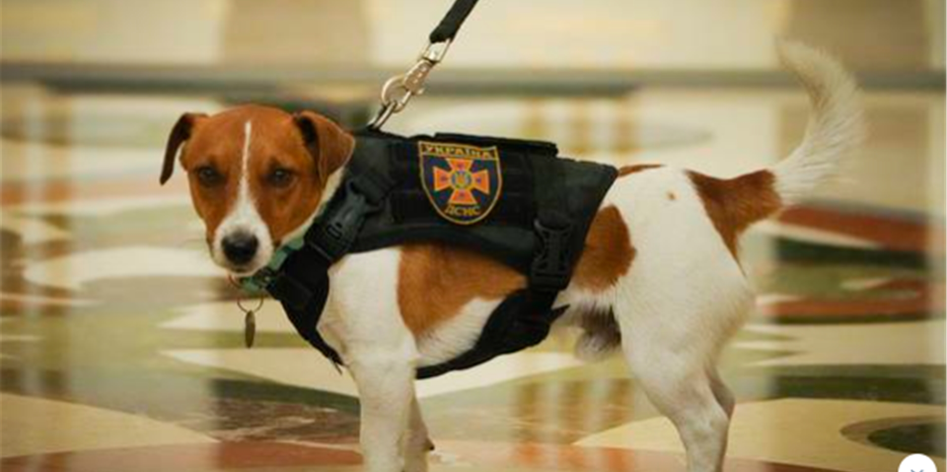 Der Jack Russell Terrier Patron während der Verleihung des Ordens.
