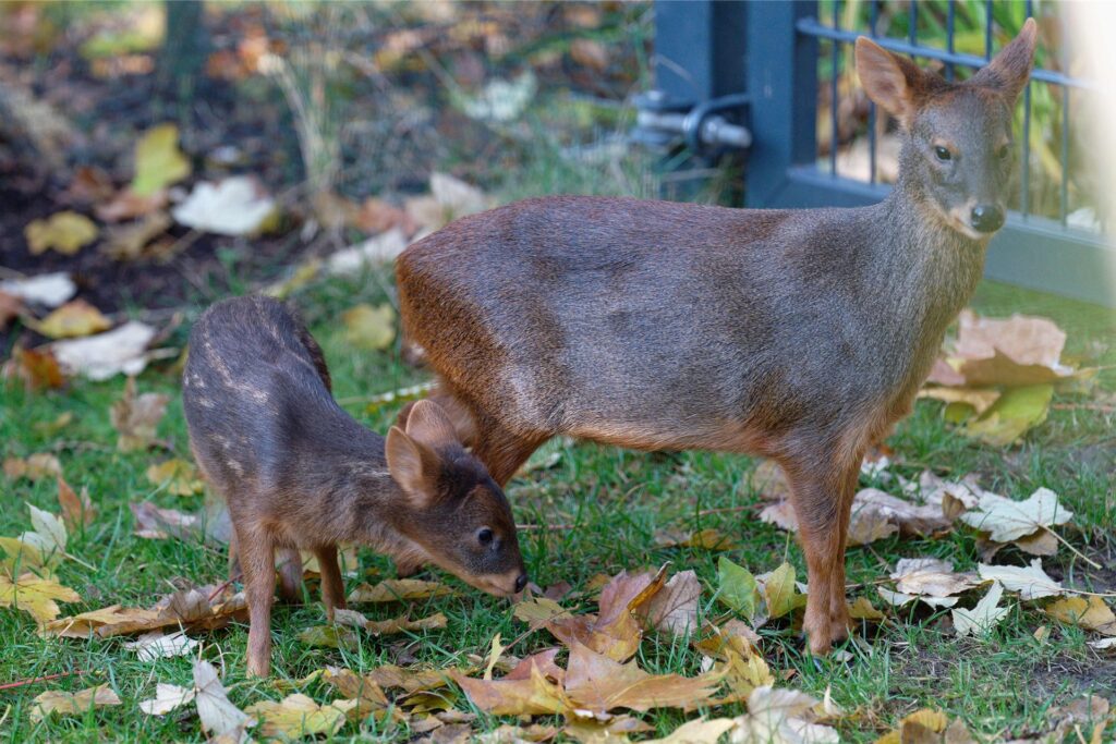 Pudus erreichen ausgewachsen nur etwa eine Schulterhöhe von 25 bis 40 Zentimetern. Das Foto zeigt Tiere aus dem Kölner Zoo.