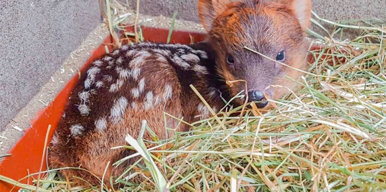 Der Dortmunder Zoo freut sich über Nachwuchs.