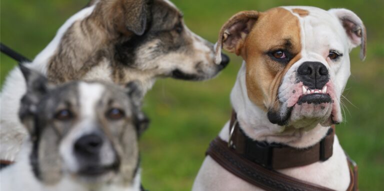 Unabhängig vom gesetzlichen Tierschutz will die Stadt Dortmund mehr für das Tierwohl tun.