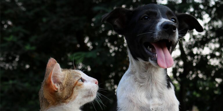 Hauptkunden der Hertener Tiertafel sind Katzen und Hunde.