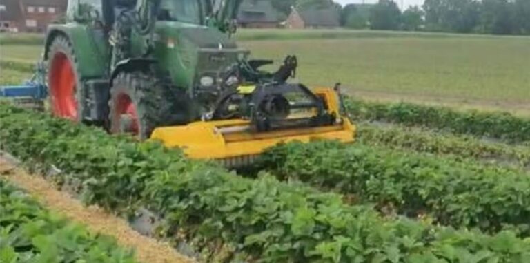 Untergefräst hat ein Coesfelder Landwirt sein Erdbeerfeld.