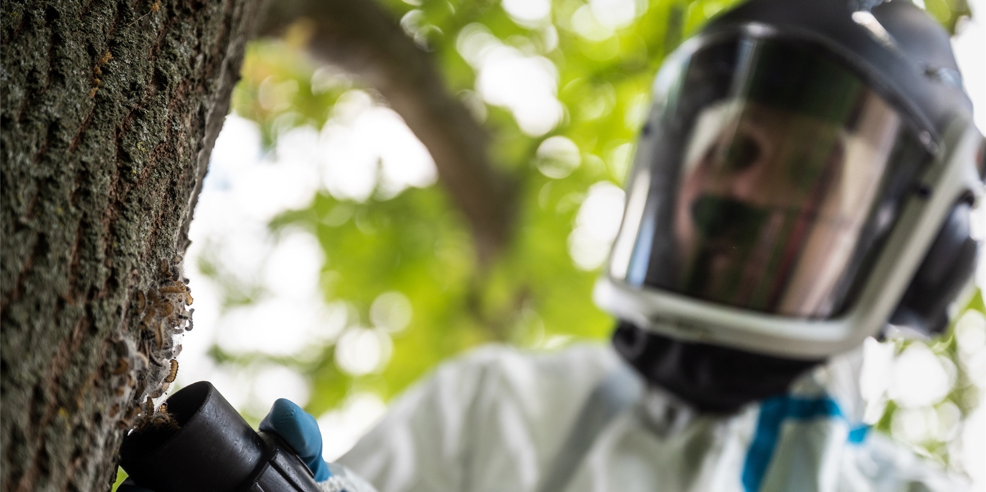 Nur Experten in Schutzkleidung, wie hier auf diesem Bild, können die Nester der Eichenprozessionsspinner mit einem Industriesauger sicher entfernen.