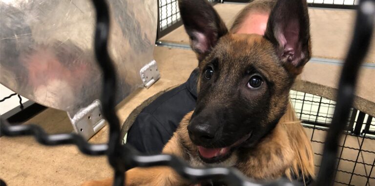 Polizeihundwelpe Tiu beim Training auf der Atemschutzstrecke der Feuerwehr.