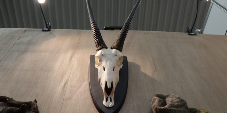 Jagdtrophäen seltener Arten, wie dieser Schädel einer Onyx-Antilope, sind umstritten.