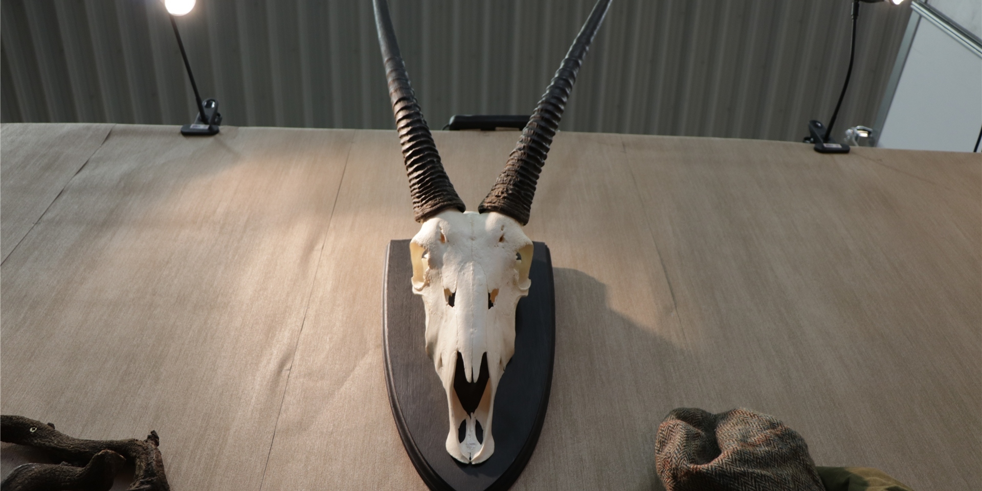 Jagdtrophäen seltener Arten, wie dieser Schädel einer Onyx-Antilope, sind umstritten.