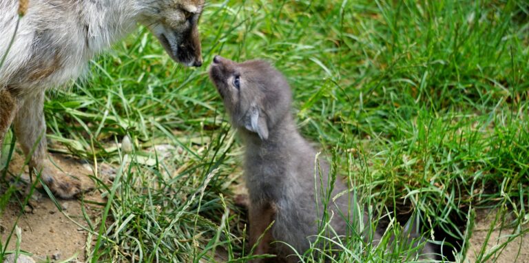 Ein Steppenfuchsbaby und seine Mutter beschnuppern sich im Tierpark Recklinghausen.