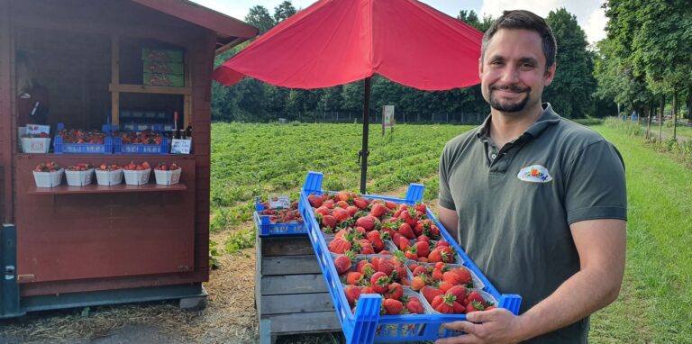 Groß, rot, süß, saftig: Leckere Erdbeeren gibt es auf dem neuen Feld von Landwirt Christoph Heine in Scherlebeck – zum Selbstpflücken, aber auch zum Kaufen im Häuschen.