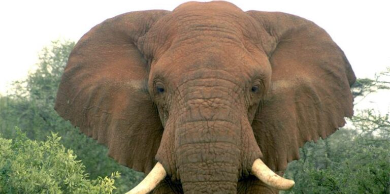 Ein afrikanischer Elefant (Archivbild).
