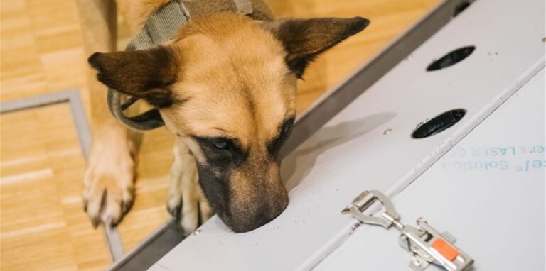 Der belgische Schäferhund Filou schnüffelt in der Tierärztlichen Hochschule (TiHo) an einer Trainingsmaschine für Corona-Spürhunde.