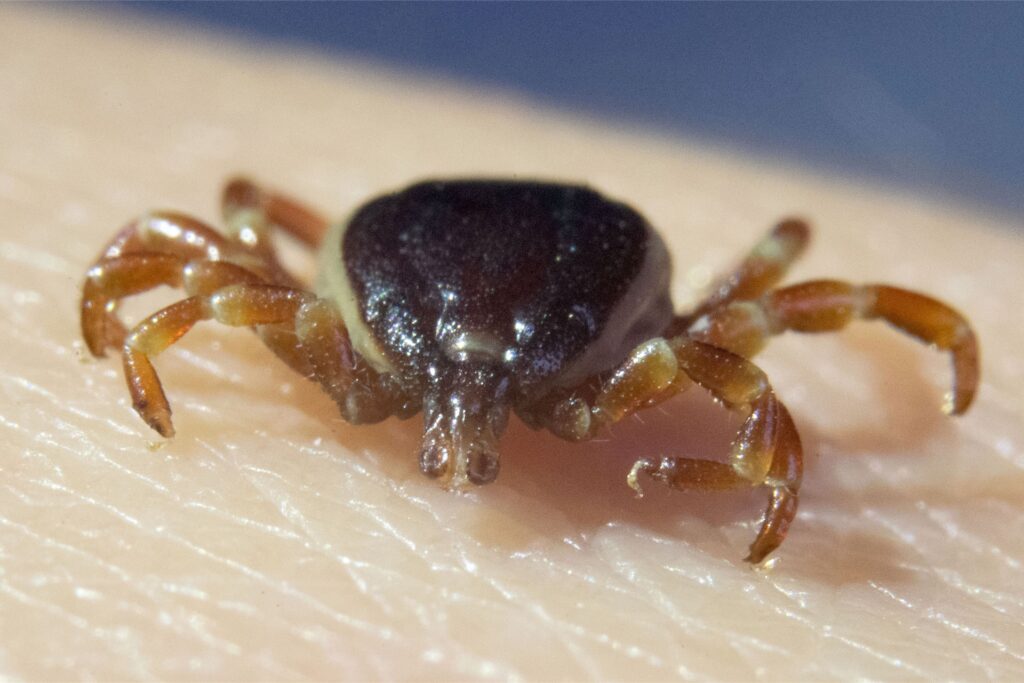 Eine tote Zecke Hyalomma marginatum sitzt auf eine Hand.