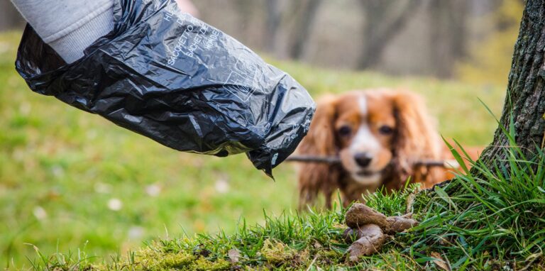 Waldis Hinterlassenschaften gehören in den Beutel. Wer den nicht dabei hat, für den kann es in Dorsten teuer werden. Wir haben bei der Stadt Herten nachgefragt.