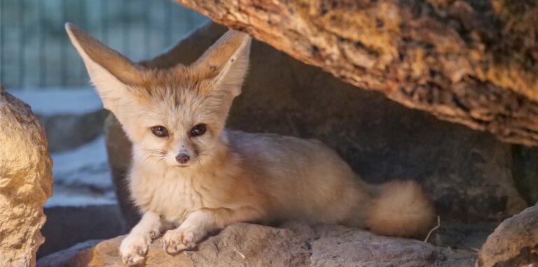 Der Dortmunder Zoo verfügt nun über ein Fennek-Gehege.