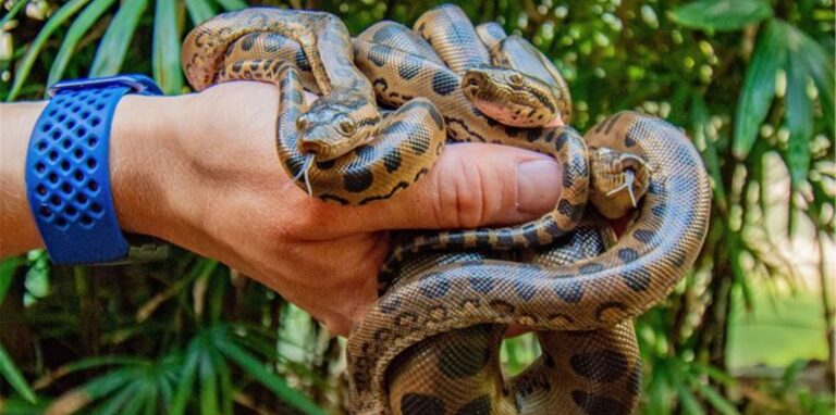 Noch sind sie ganz klein: Der Zoo hat erstmals Große Anakondas nachgezüchtet.