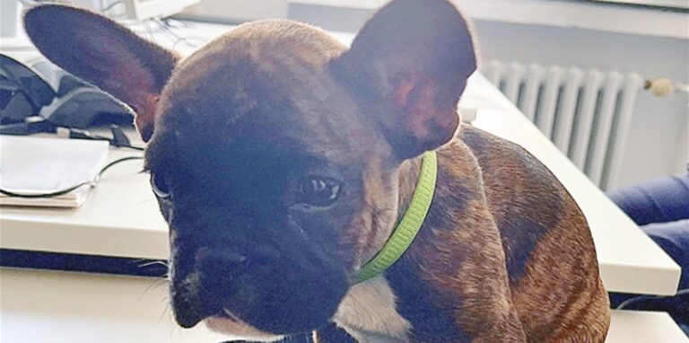 Kleiner Hund sitzt in einer Polizeimütze