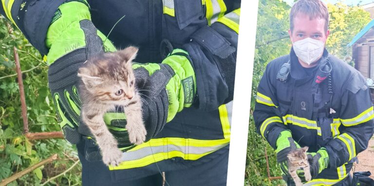Die Feuerwehr Dortmund rettete am Montag (4.7.) zwei Katzenbabys.